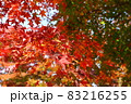 紅葉 83216255