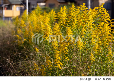 満開のセイタカアワダチソウ 83216396