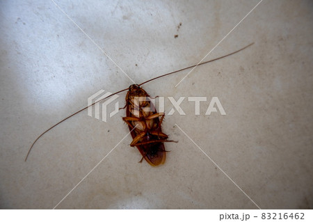 close up top view of View Of big orange Dead Cockroach On Floor. close up top view of View Of big orange Dead Cockroach On Floor. 83216462