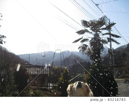 愛犬 愛犬 83216783