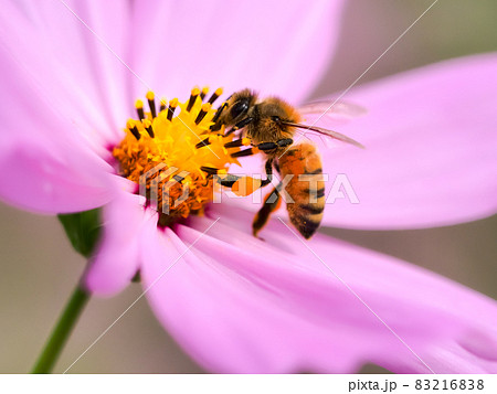 みつばち みつばち 83216838