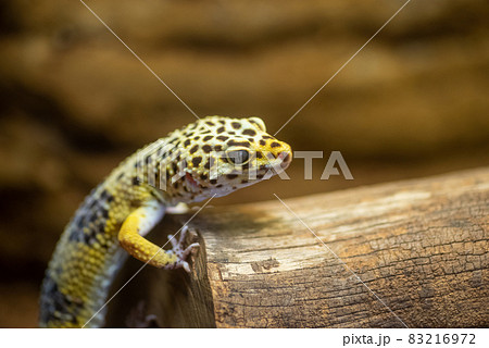 ヒョウモントカゲモドキ 83216972