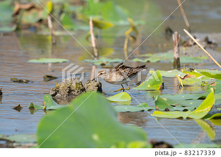 秋期、ハス田を歩くウズラシギ幼鳥03 83217339