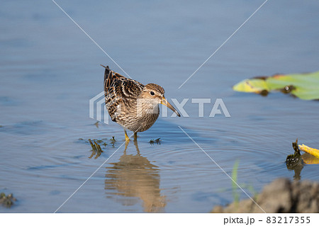 秋期、ハス田で採餌するアメリカウズラシギ03 秋期、ハス田で採餌するアメリカウズラシギ03 83217355
