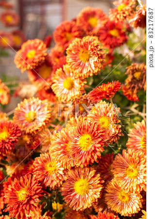 A bush of orange chrysanthemums in the garden A bush of orange chrysanthemums in the garden 83217687