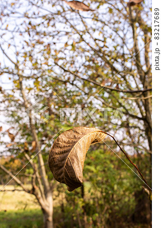 Dry brown nut leaf on a tree close up Dry brown nut leaf on a tree close up 83217689
