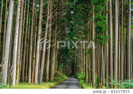 真っすぐに伸びる杉林　 83217955