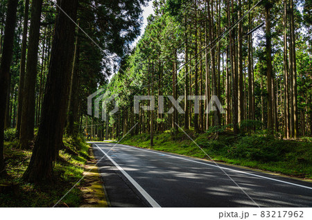 森林に通る道　富士裾野線 83217962