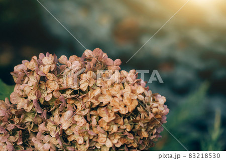 Dry hydrangea flower, autumn season in the garden. Nature background. Copy space 83218530