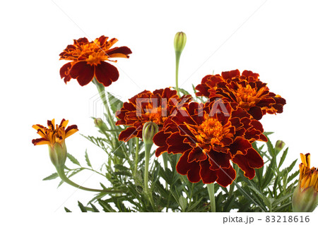 Growing marigolds isolated on white 83218616