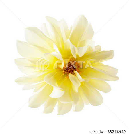 Yellow Dahlia flower isolated on white background. Beautiful flower 83218940