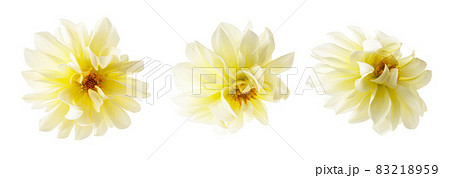 Yellow Dahlia flower heads mockup, template, isolated on white background. Yellow Dahlia flower heads mockup, template, isolated on white background. 83218959
