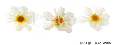 White Dahlia flower heads mockup, template, isolated on white background. White Dahlia flower heads mockup, template, isolated on white background. 83218960
