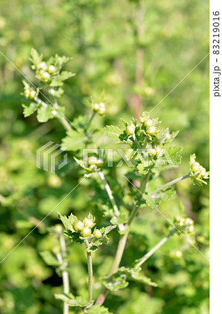 植物：シマカンギク　キク科　 83219016