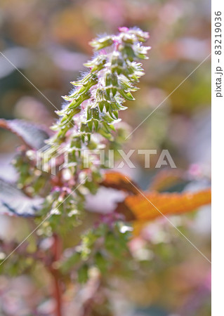 植物 シソ カタメンジソ シソ科 の写真素材