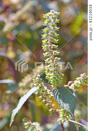 植物 シソ カタメンジソ シソ科 の写真素材