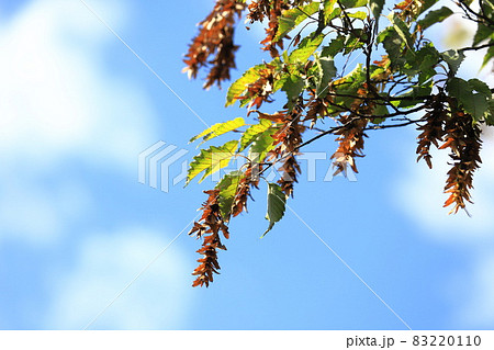 赤四手(アカシデ)の果穂(種子) 赤四手(アカシデ)の果穂(種子) 83220110