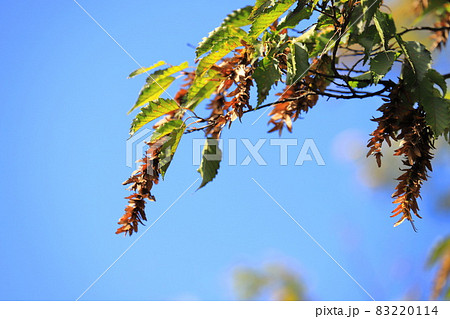 赤四手（アカシデ）の果穂（種子） 83220114