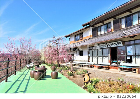 月ヶ瀬梅林 月ヶ瀬梅林 83220664