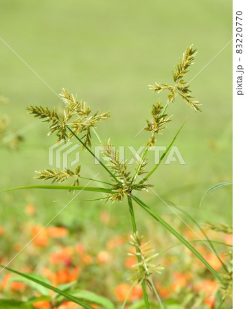 カヤツリグサ科の植物「ハマスゲ」の花 83220770