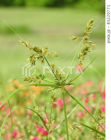カヤツリグサ科の植物「ハマスゲ」の花 83220771