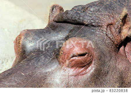 お昼寝カバさん 83220838