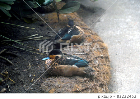 View of a sleeping duck on the shore. View of a sleeping duck on the shore. 83222452