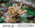 Clusters of small mushrooms  growing on a stump among moss with a bokeh effect.  83223064