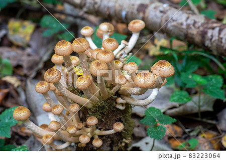 Clusters of small mushrooms  growing on a stump among moss with a bokeh effect.  83223064