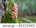 Clusters of small mushrooms growing on the trunk of a tree among moss with a bokeh effect and free space. 83223065
