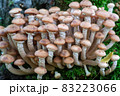 Clusters of mushrooms growing on the trunk of a tree in cloudy weather. 83223066