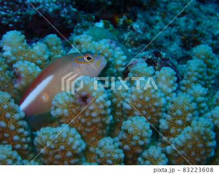 綺麗な魚_メガネゴンベ 83223608
