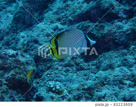 綺麗な魚_フウライチョウチョウウオ 綺麗な魚_フウライチョウチョウウオ 83223609
