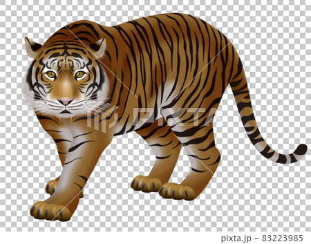 虎のイラスト 83223985