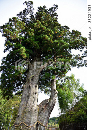 天然記念物 月瀬の大杉 天然記念物 月瀬の大杉 83224953