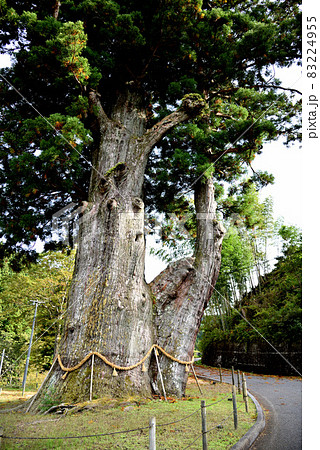 天然記念物　月瀬の大杉 83224955
