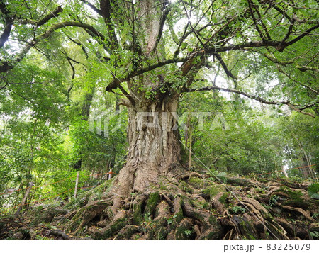 イチョウの木 イチョウの木 83225079