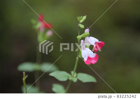 ホットリップス 83225242