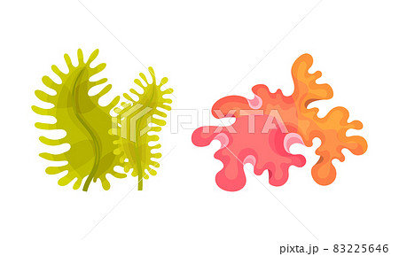 Seaweed and Algae as Aquatic and Marine Plants Growing on Ocean Bottom Vector Set Seaweed and Algae as Aquatic and Marine Plants Growing on Ocean Bottom Vector Set 83225646