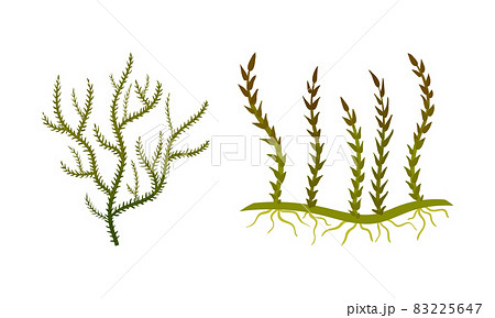 Seaweed and Algae as Aquatic and Marine Plants Growing on Ocean Bottom Vector Set Seaweed and Algae as Aquatic and Marine Plants Growing on Ocean Bottom Vector Set 83225647
