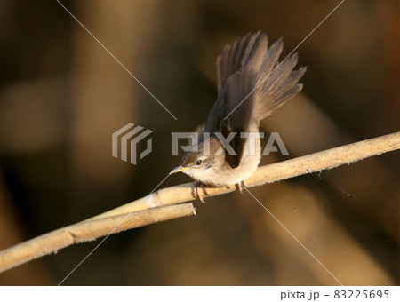 Savi's warbler (Locustella luscinioides) for you 83225695