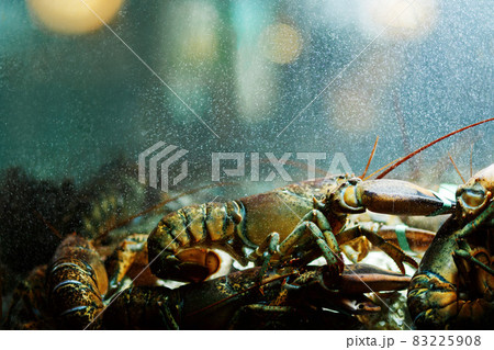 A live caught lobster sitting at the bottom of a brightly lit tank waiting to be cooked and eaten.Maine lobster Homarus Americanus. A live caught lobster sitting at the bottom of a brightly lit tank waiting to be cooked and eaten.Maine lobster Homarus Americanus. 83225908