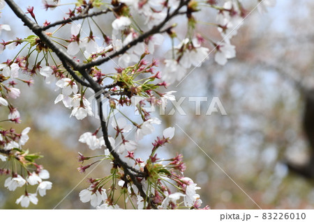 少し散ってしまった桜の花達 少し散ってしまった桜の花達 83226010