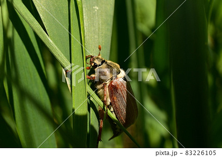 May beetle hid in the green grass. 83226105
