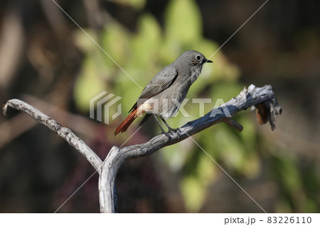 black redstart (Phoenicurus ochruros) black redstart (Phoenicurus ochruros) 83226110