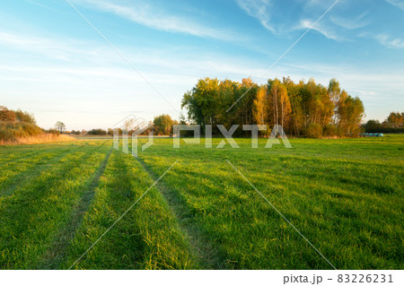 Green meadow and autumn trees, October day Green meadow and autumn trees, October day 83226231