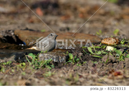 black redstart (Phoenicurus ochruros) 83226313