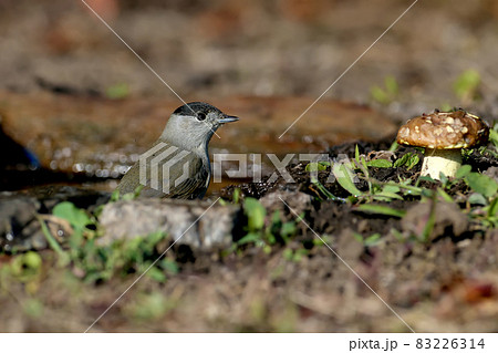 The Eurasian blackcap 83226314