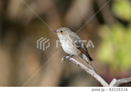 The spotted flycatcher (Muscicapa striata) 83226316