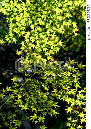 椛 色づきの頃2 椛 色づきの頃2 83226336